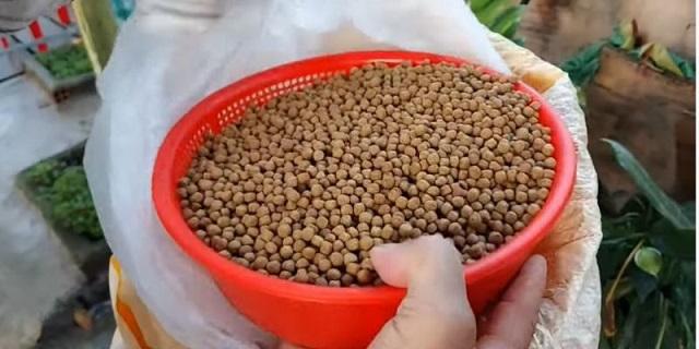 cá rô đầu nhím ăn gì