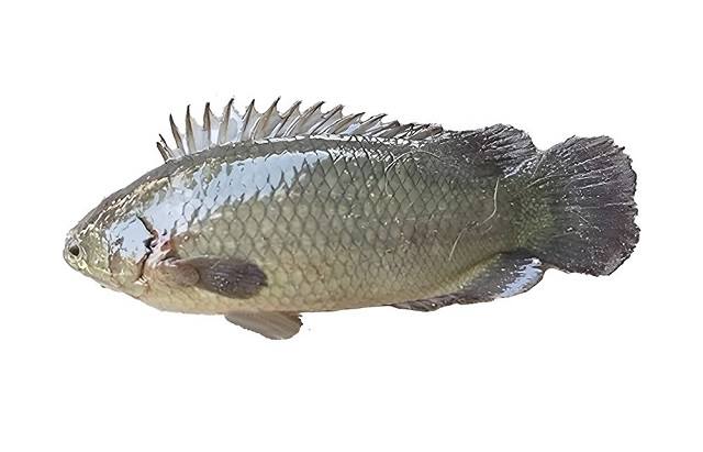 Cá rô đầu nhím là cá gì