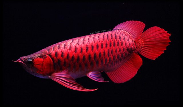Cá rồng