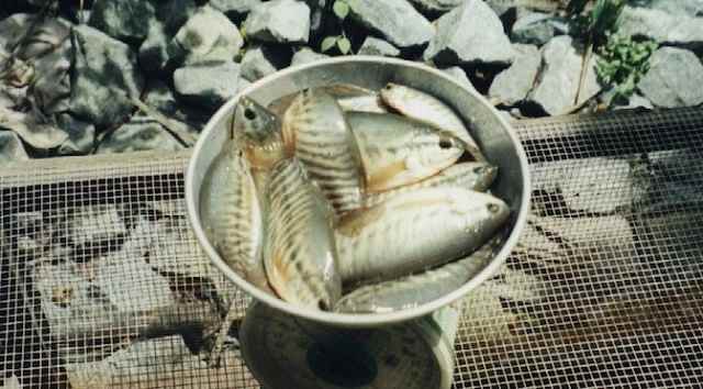 cá sặc rằn thương phẩm