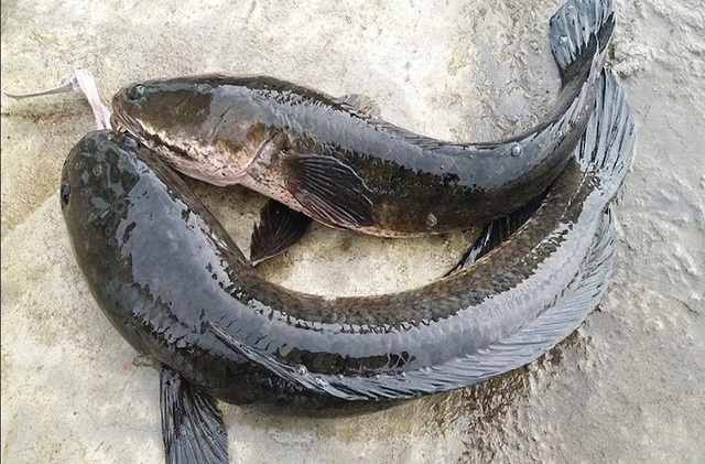 cá quả và cá sộp