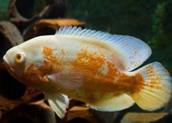Cá tai tượng albino