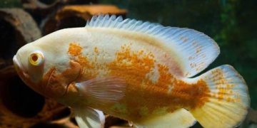 Cá tai tượng albino