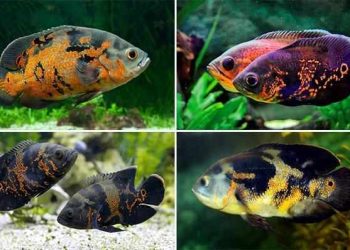 cá nuôi chung với cá tai tượng châu Phi