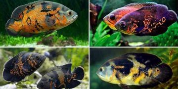 cá nuôi chung với cá tai tượng châu Phi