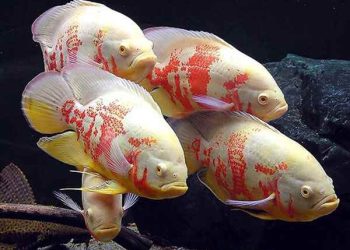 Cá tai tượng đỏ