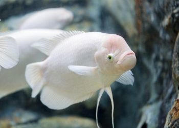 Cá tai tượng trắng là cá gì