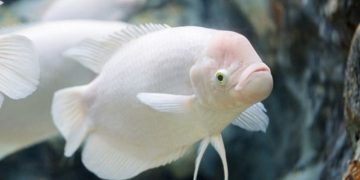 Cá tai tượng trắng là cá gì