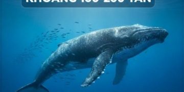 cá voi xanh nặng bao nhiêu tấn