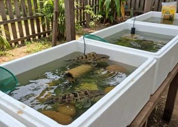 nuôi cá bống tượng trong thùng xốp