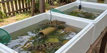 nuôi cá bống tượng trong thùng xốp