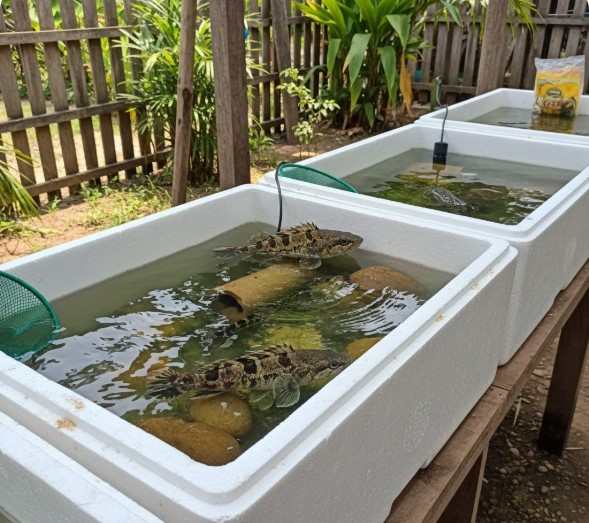 nuôi cá bống tượng trong thùng xốp