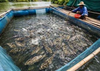 Nuôi cá bống tượng trong vèo