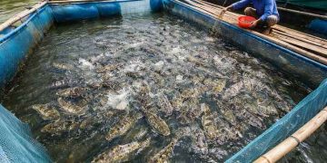 Nuôi cá bống tượng trong vèo