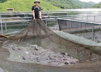 kỹ thuật nuôi cá lăng đuôi đỏ