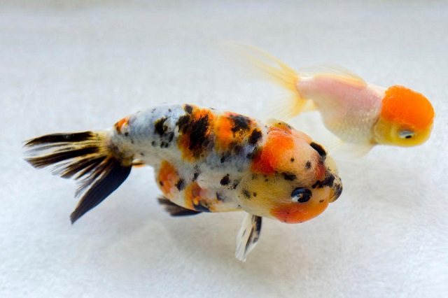 cách nuôi Cá Ranchu Calico