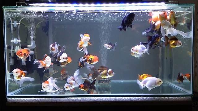 nuôi cá ranchu có cần oxy