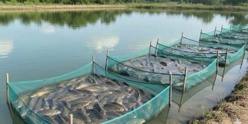 cách nuôi cá rô đầu nhím trong vèo