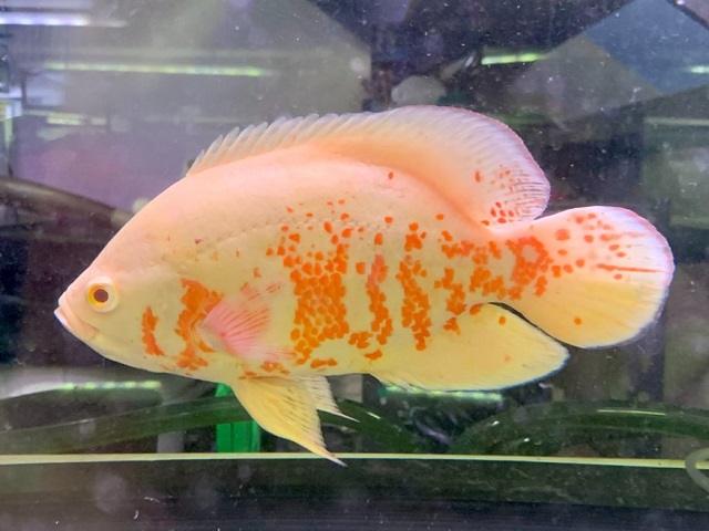 cách nuôi cá tai tượng albino