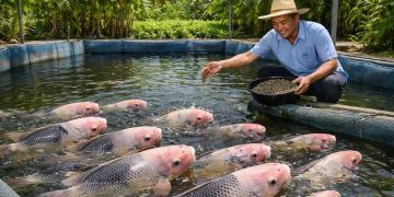 nuôi cá tai tượng