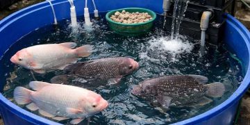 nuôi cá tai tượng trong thùng nhựa