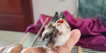 Cách Nuôi Chim Chào Mào Non Không Bị Liệt