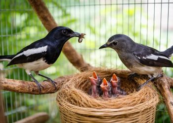 chích chòe than sinh sản