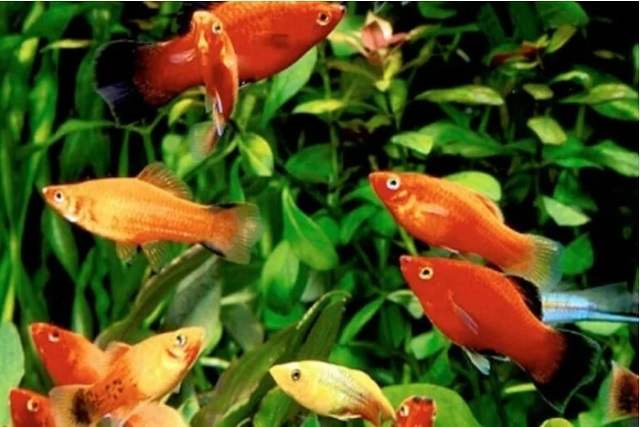 cách trị Cá Hà Lan Bị Nấm