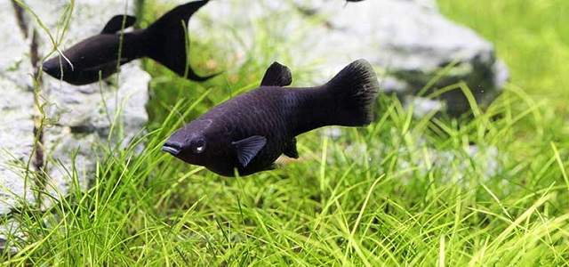 cách xử lý khi cá bình tích sắp đẻ