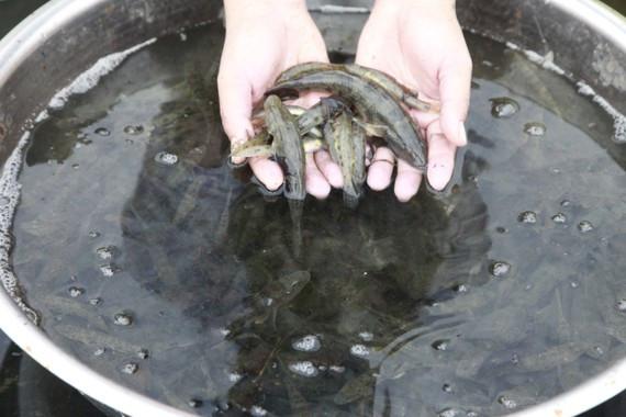 chăm sóc cá bống tượng con