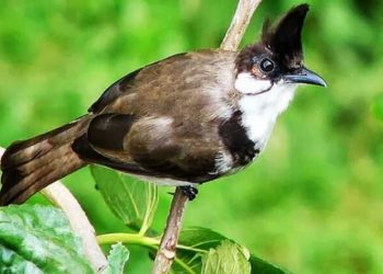 cách ép giọng chào mào má trắng