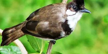 cách ép giọng chào mào má trắng
