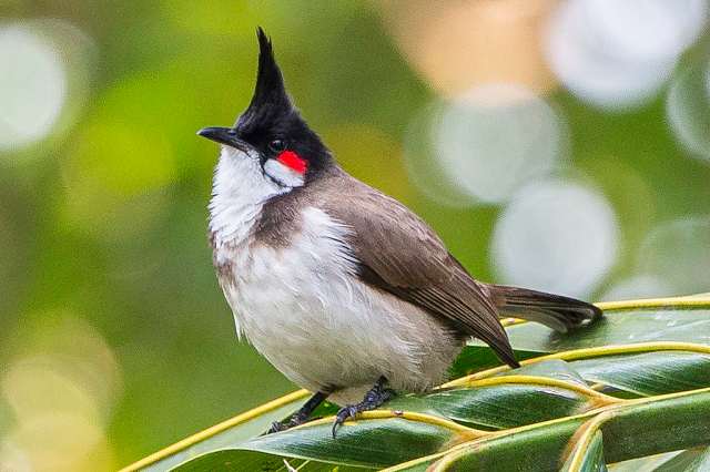 chào mào đuôi dài