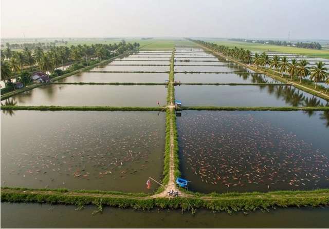 chi phí phòng bệnh cho cá rô phi đầu nhím