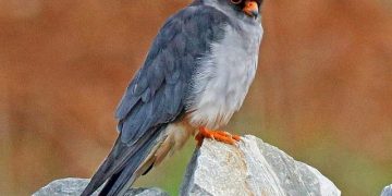 chim amur