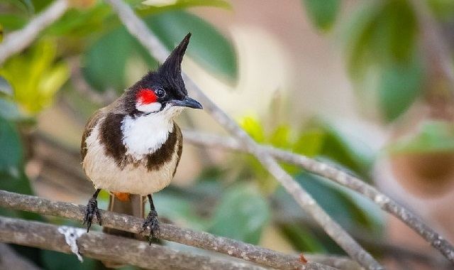 Nguyên Nhân chào Mào Mất Lửa Sau Thay Lông