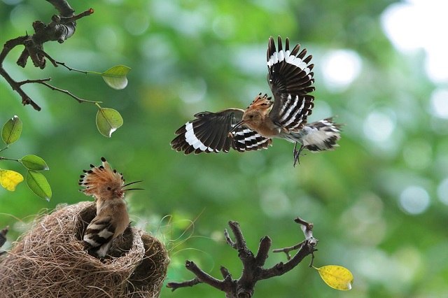 chim đầu rìu sinh sản