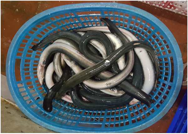 đặc điểm Cá chình mun