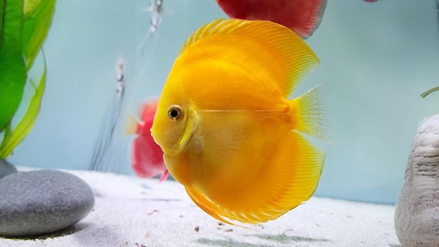 đặc điểm Cá dĩa vàng Albino