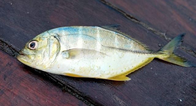 đặc điểm Cá khế sáu sọc