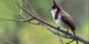 Dấu hiệu chào mào thay lông xong