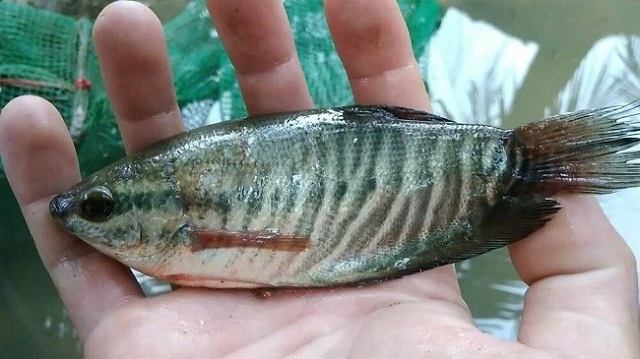 ép cá sặc rằn