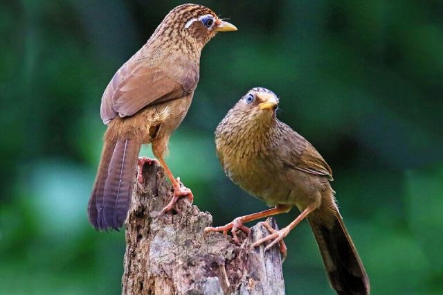 họa mi sinh sản vào tháng mấy