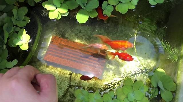 hướng dẫn nuôi cá ranchu trong thùng xốp