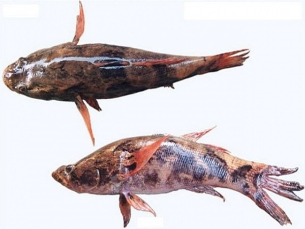 chọn cá giống
