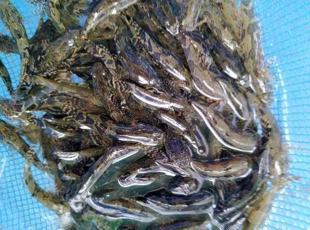 kỹ thuật nuôi cá bống tượng trong thùng xốp