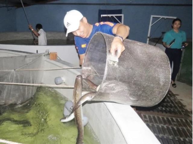 kỹ thuật nuôi cá chình trong bể xi măng