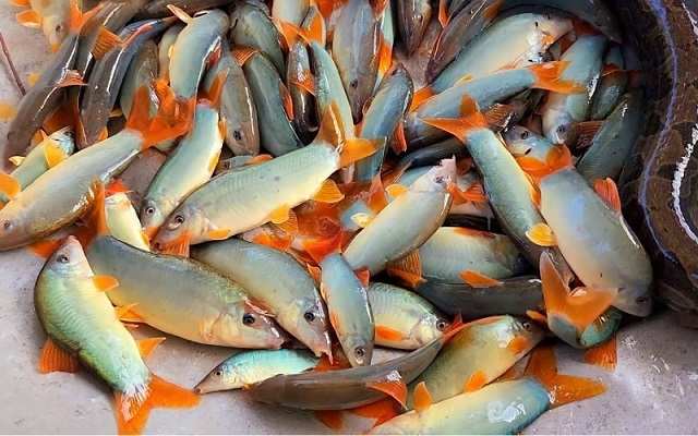 thả cá heo nước ngọt