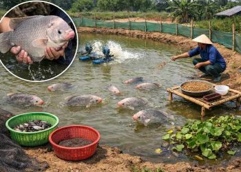 kỹ thuật nuôi cá chình trong ao đất