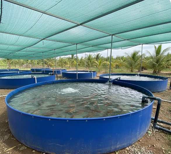 cách nuôi cá rô đầu nhím trong bể bạt
